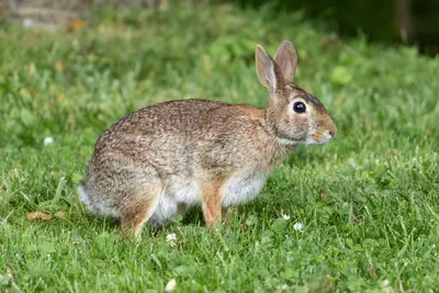 Eastern Cottontail (Sylvilagus floridanus), Wildwood by the Lake, Morpeth, Ontario, 2025-07-05