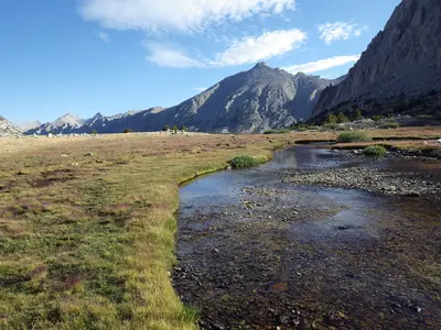 Calamagrostis breweri (7842470462)