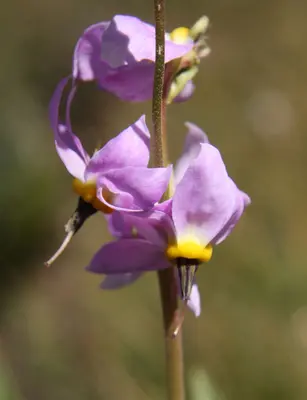 Jeffreys shooting-star Dodecatheon jeffreyi flowers close