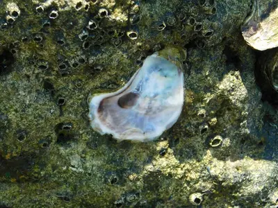 Crassostrea virginica 509851628