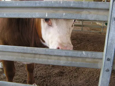 Calf peeking out. These cows had somewhat disconcerting eyes - they were bulged out with enormous pupils. That may be normal for cows but I don't remember having seen it with other cows. - panoramio