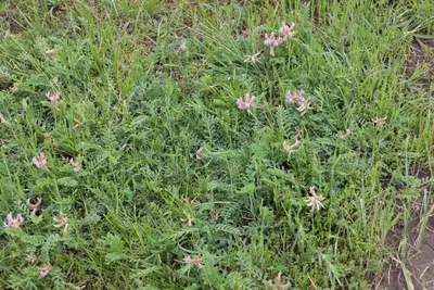 Astragalus plattensis - Craig Martin 02