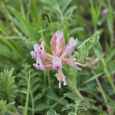 Astragalus plattensis - Craig Martin 01