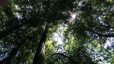 View at the tree cover - panoramio