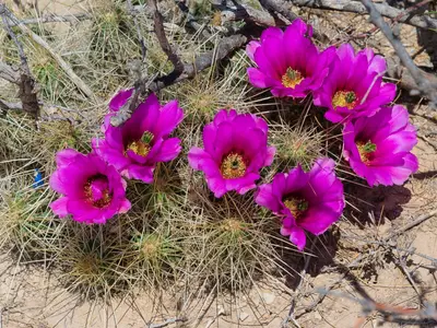 Echinocereus stramineus 10