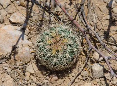 Coryphantha echinus 24