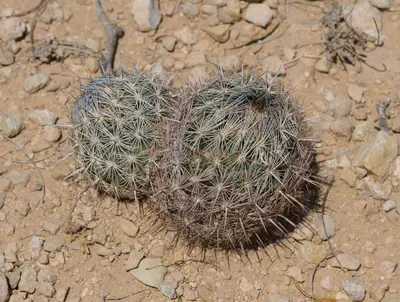 Coryphantha echinus 6