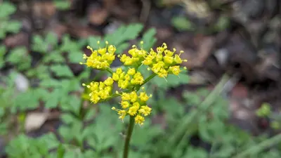 Tauschia texana 359203723