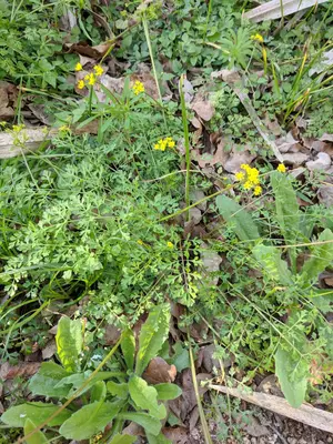 Tauschia texana 31606890