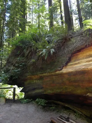 Humboldt Redwoods State Park, CA - Founders Grove, Avenue of the Giants - panoramio