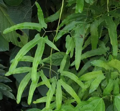 Lygodium heterodoxum (1)