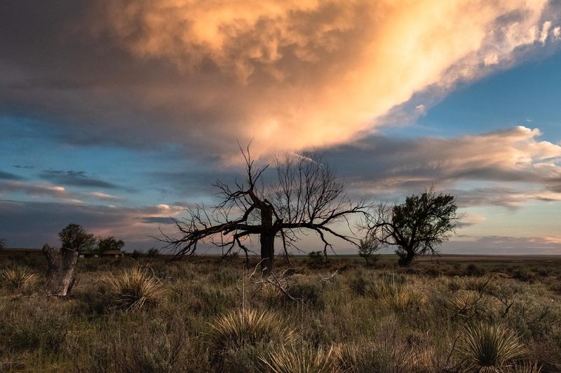 A dead tree rises from a grassy field and is silhouetted against a pink cloud at sunset.