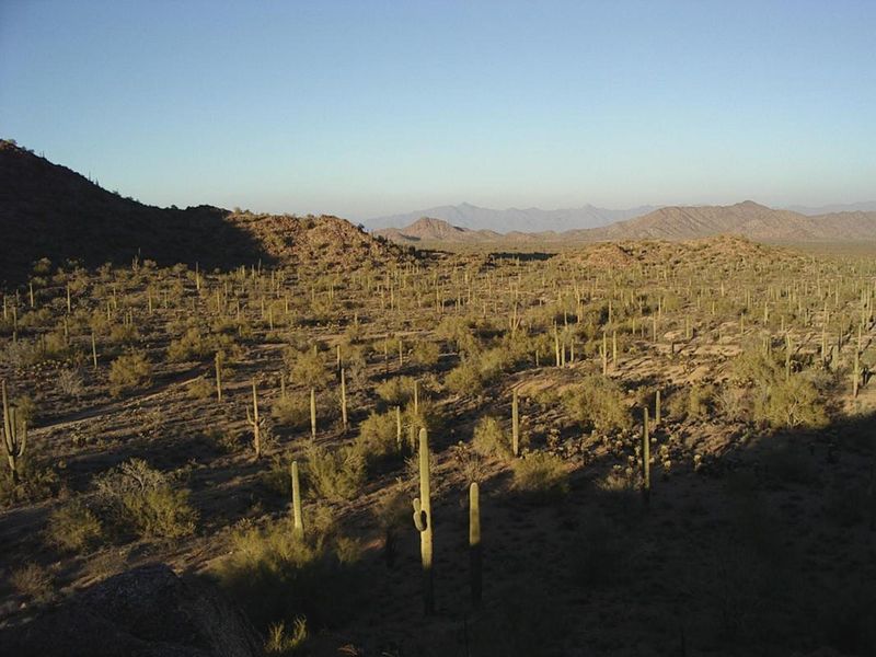 A forest of tall, multi-armed Saguaro cacti stretches out towards the horizon.