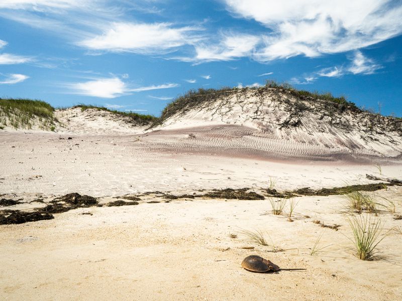 A sandy dune stands above the beach with dune grass and a horseshoe crab carapace in the foreground.