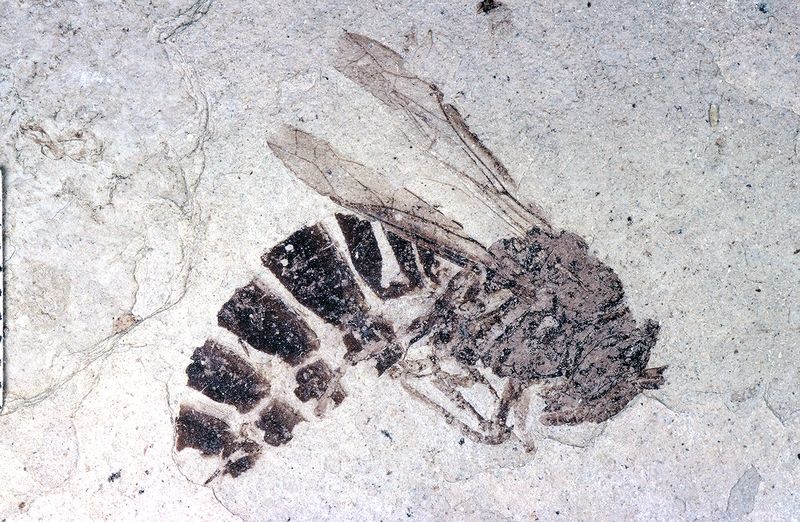 palaeovespa, ancient wasp