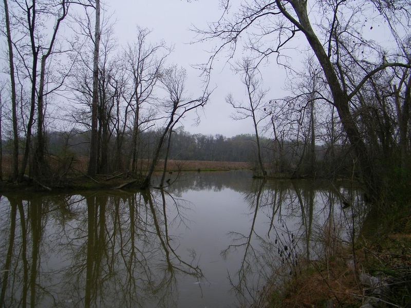 a creek from ground level