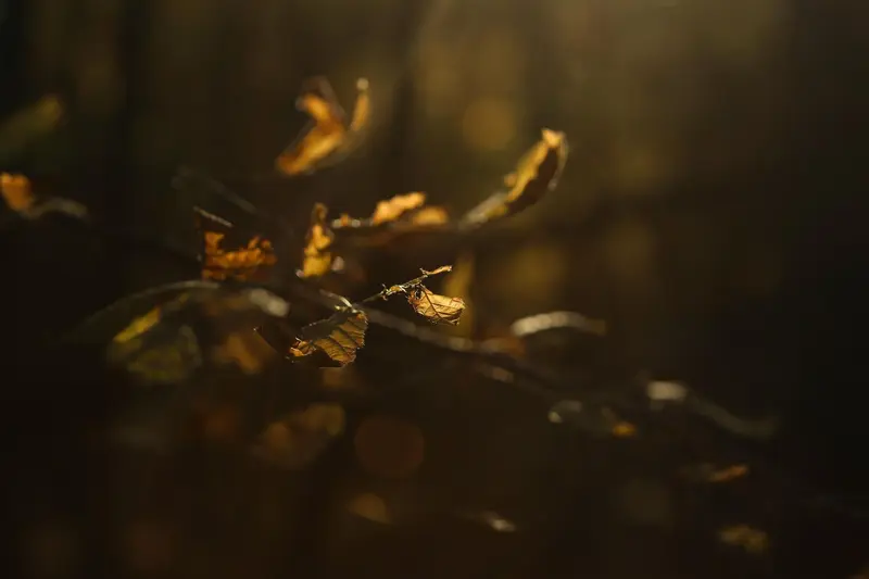 Sunlight shining on back-lit leaves on a branch.