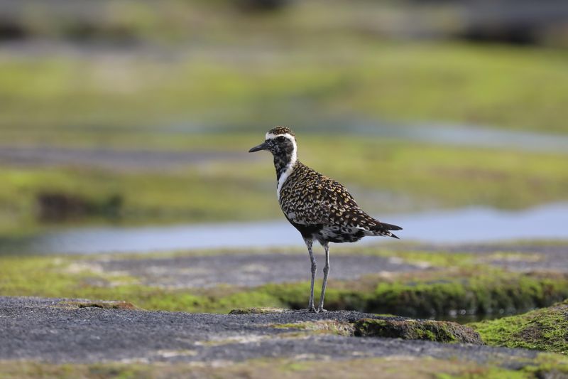 Kōlea bird