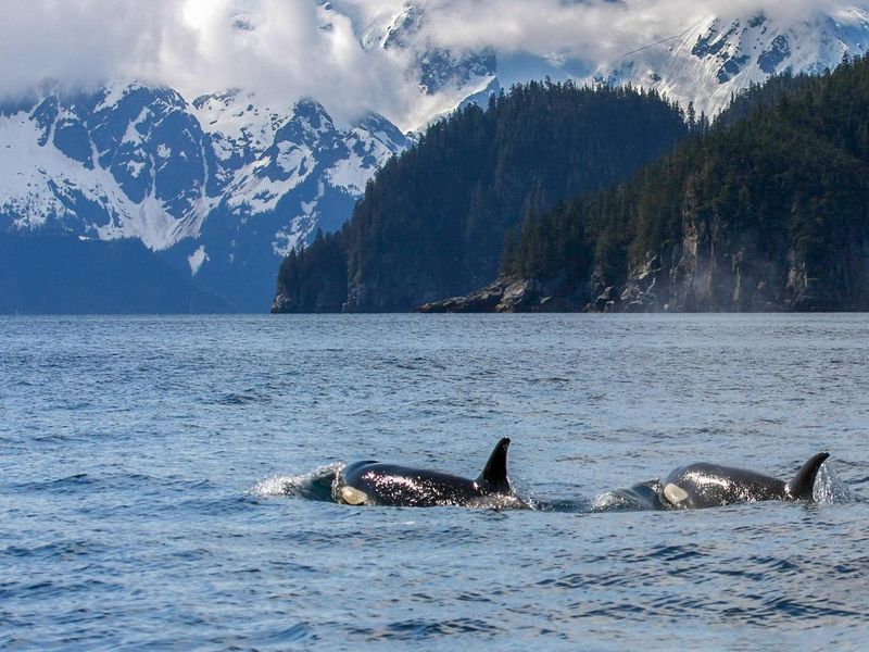 Two orcas surface with mountainous coastline beyond