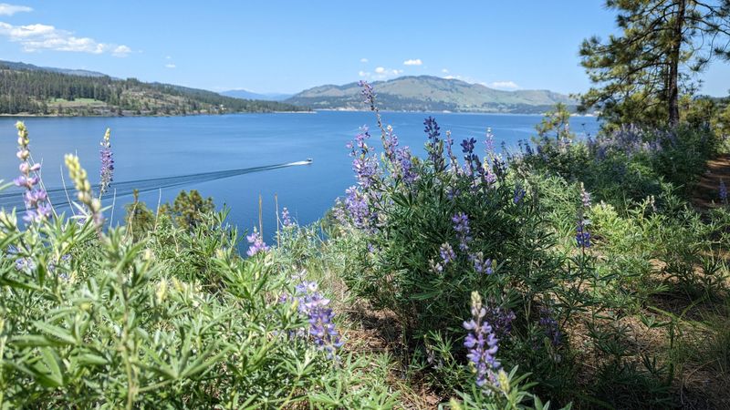 Purple flowers with green leaves grow over the cliffside while a boat motors over blue lake water.