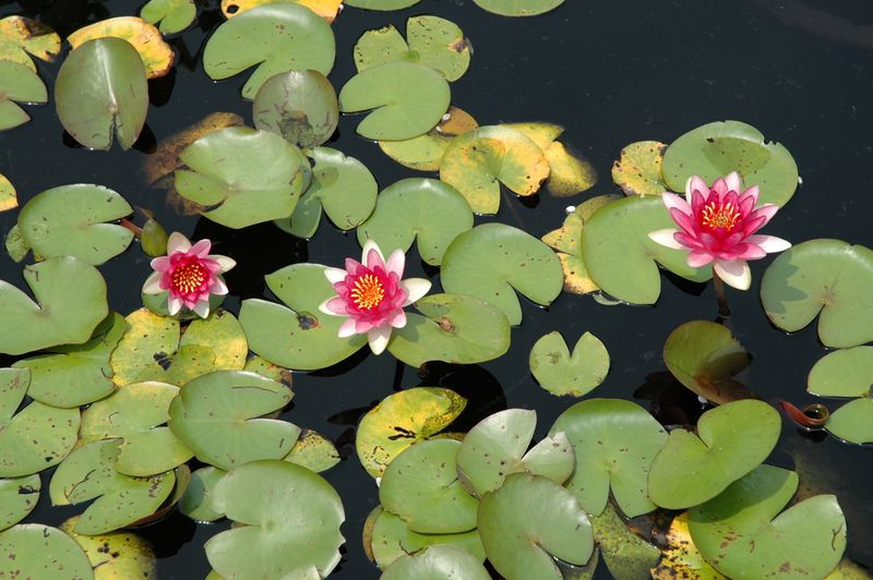Image of a three red and white water lilies.