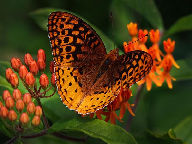 A butterfly on a flower