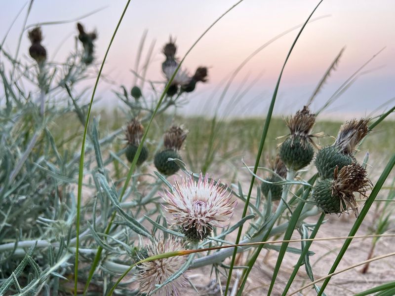 A pale pinkish thistle on sand dunes at sunset.
