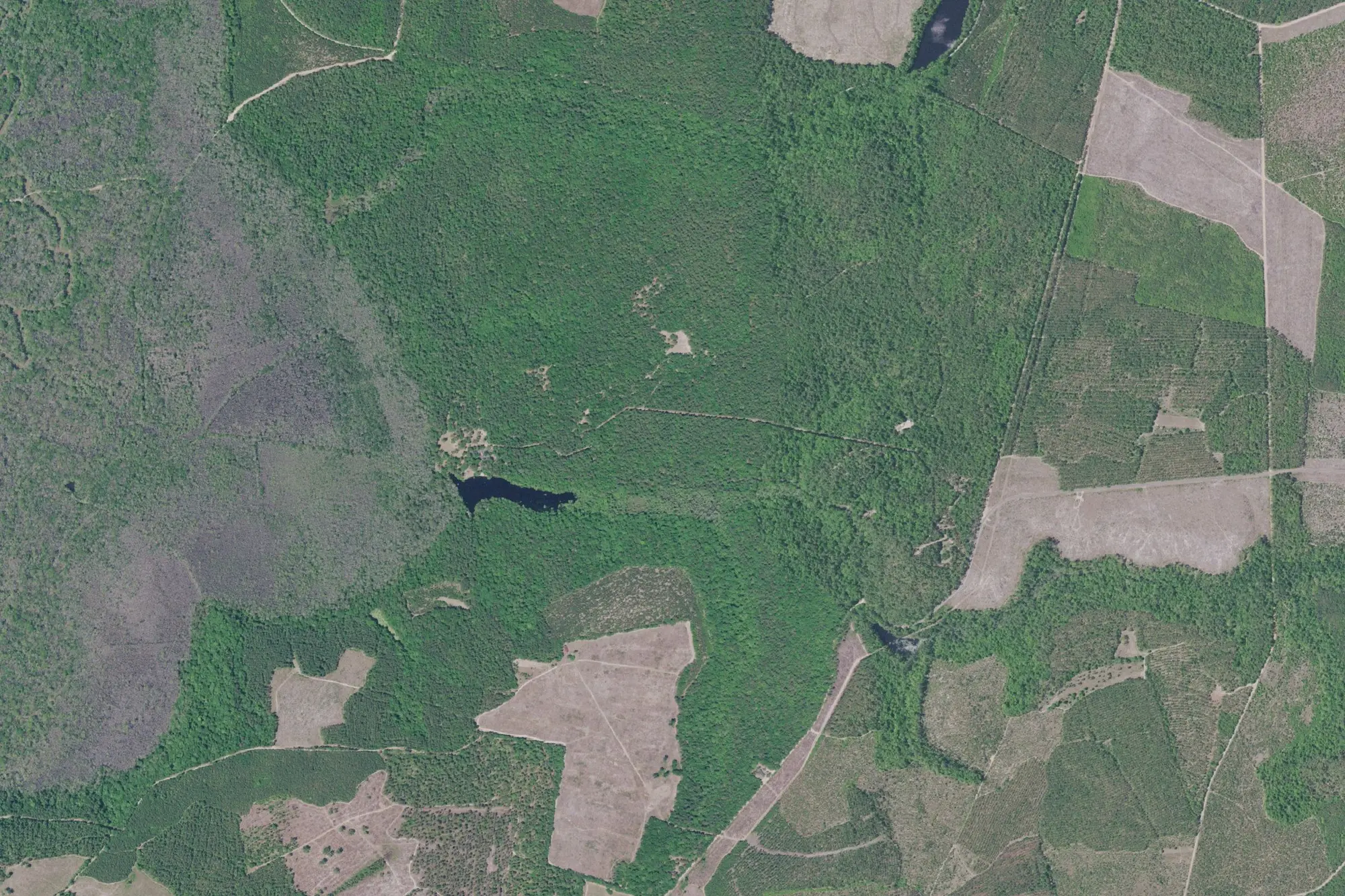 Aerial view of Poinsett State Park