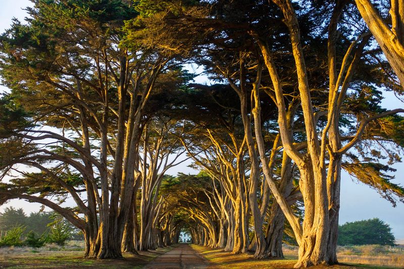 Two rows of cypress trees lining a road, forming a sunlit tunnel.