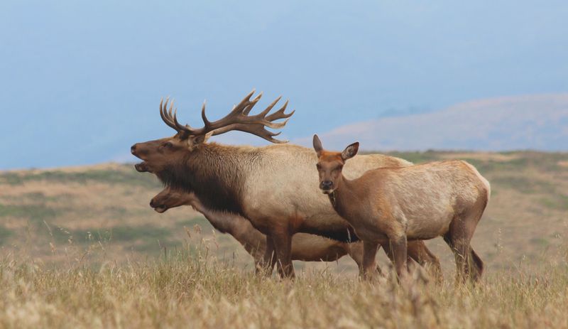 A Tule elk bugling next to two calves in a grassy field.