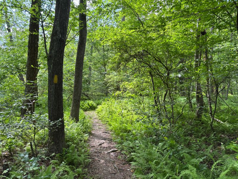 Dirt trail surrounded by ferns and shaded by a green forest