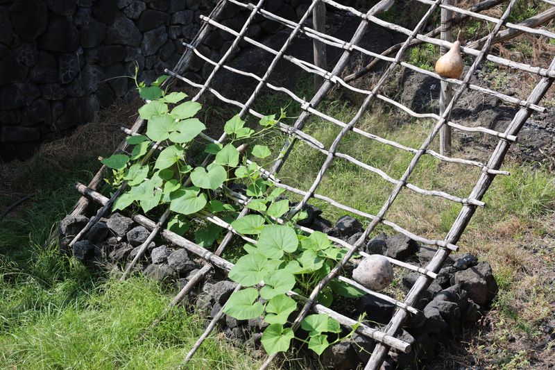 Traditional Hawaiian garden