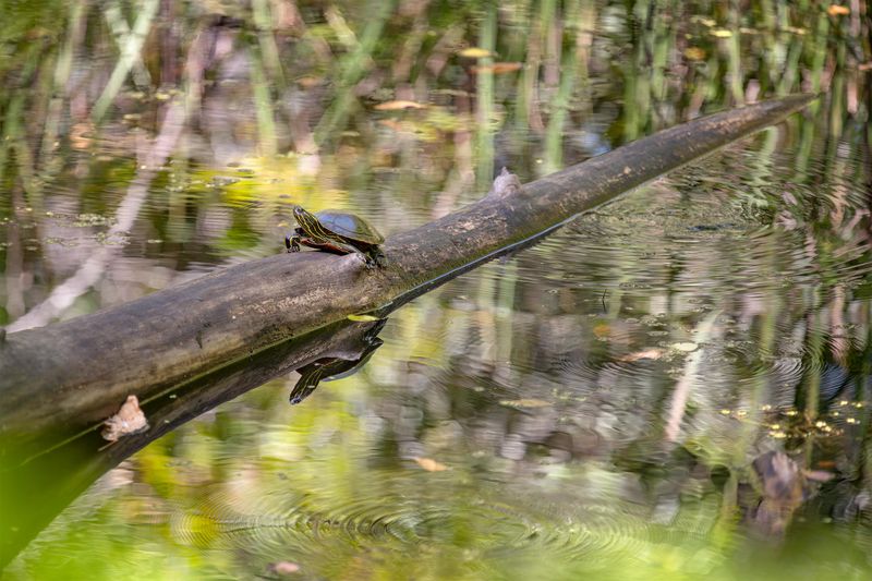 A turtle on a log protruding from calm, reflective water.