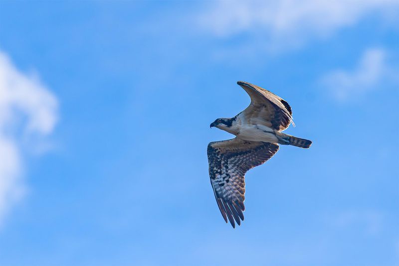A large bird flying with partly cloudy skies beyond