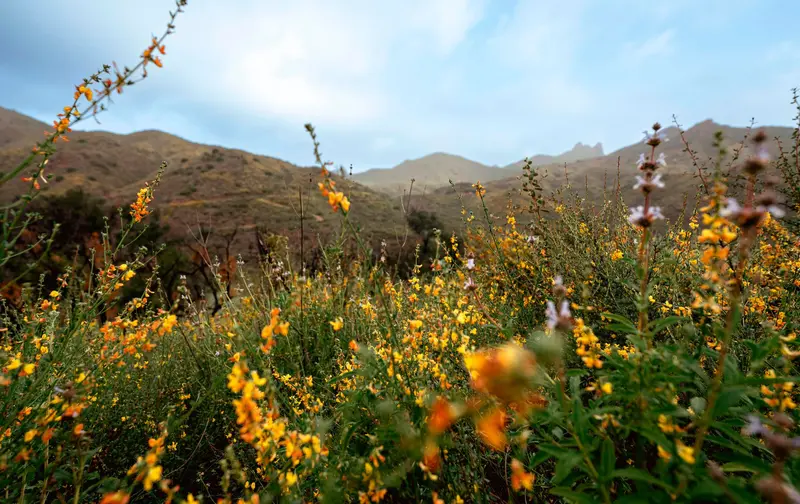 Trail view with yellow flowers in the foreground that lead to green mountains against a blue sky.