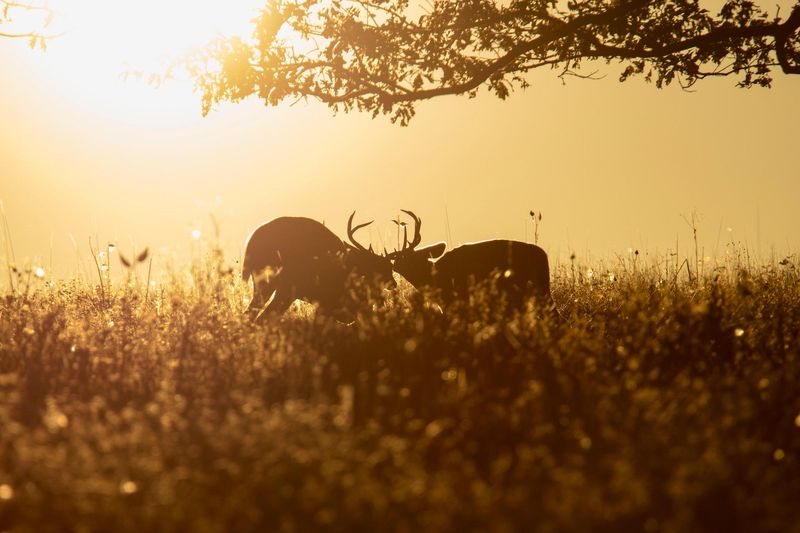 White-tailed bucks sparring in Big Meadows