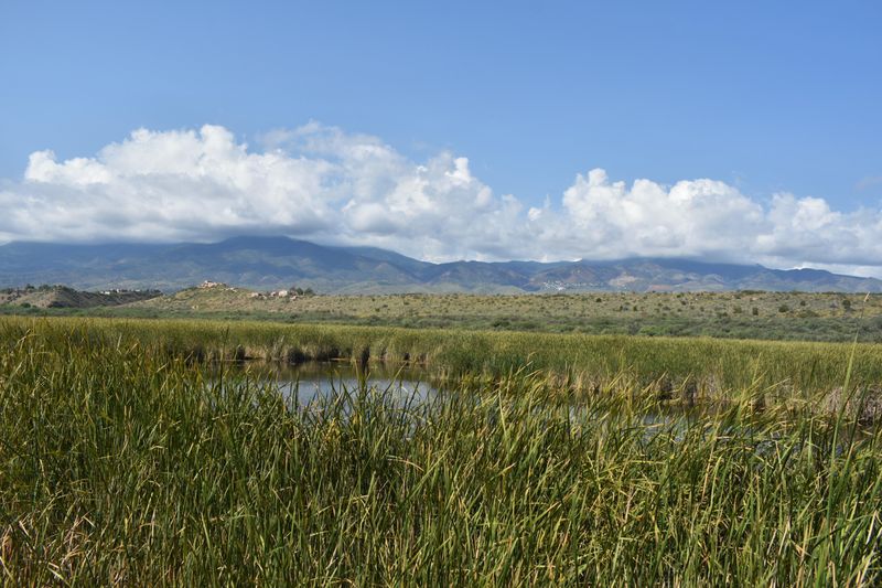 a green, vibrant wetland with a ridge with an adobe dwelling and mountains in the distance